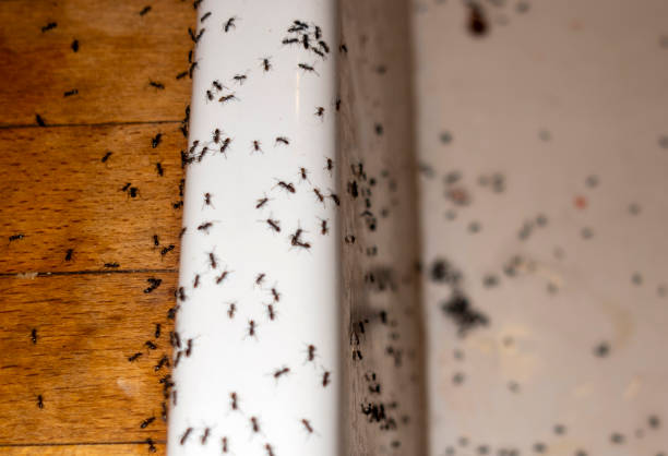 Best Affordable Pest Control Services  in Mesquite, TX